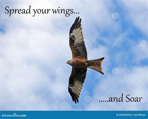 Spread Your Wings And Soar Inspirational Quote Stock Image Image Of