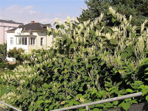 Bought A House With Japanese Knotweed What To Do 2022