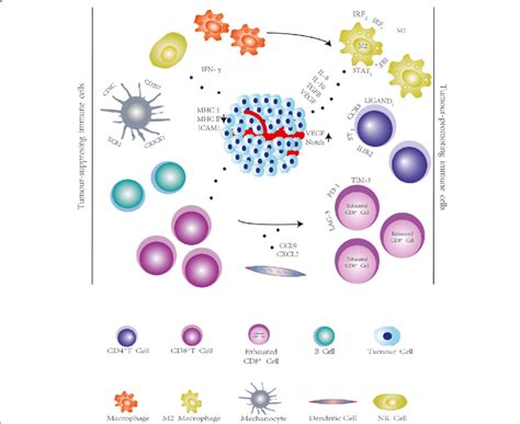 Immunosuppressive Tumor Microenvironment The Internal Environment Of