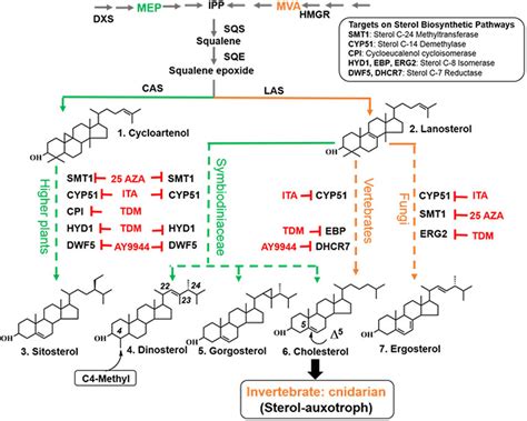 Deduced Sterol Biosynthesis Pathways In Symbiodiniaceae Enzyme Download Scientific Diagram