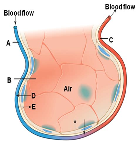 Alveoli Site Of Gas Exchange Diagram Quizlet