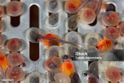 Ikan Bertelur Foto Stok - Unduh Gambar Sekarang - Budidaya perairan ...