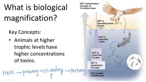 Biological Magnification Worksheet Answers