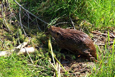 Best Beaver Den Stock Photos Pictures And Royalty Free Images Istock