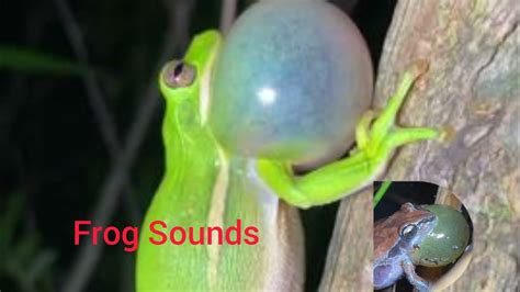 Frog Sounds Youtube