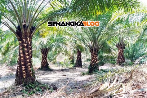 Pruning Kelapa Sawit Manfaat Dan Tata Laksana Di Perkebunan