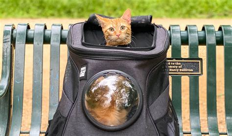 Are Cat Backpacks Safe? – Travel Cat | Your Cat Backpack