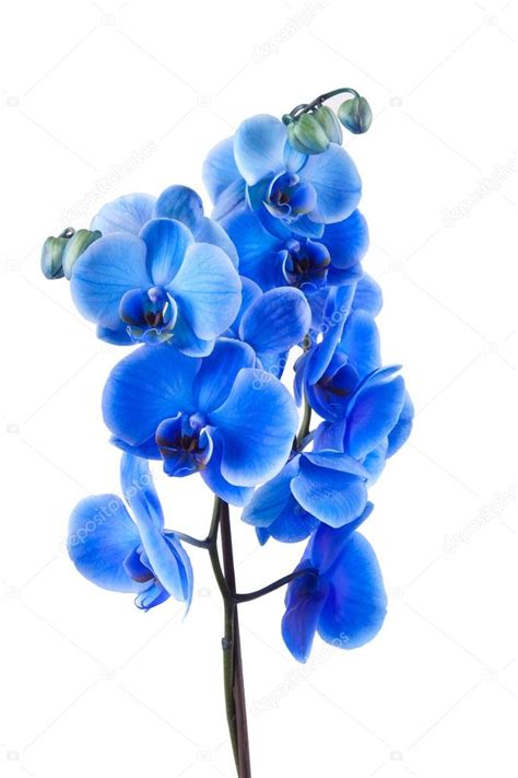 Blue Orchid Flower Meaning | Best Flower Site