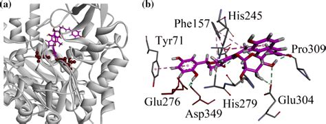 A Three Dimensional Docking Poses Of Compound 5 Into An Active Site Of