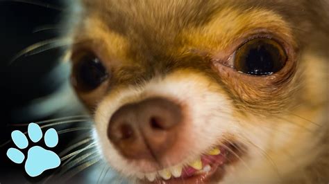 Funniest Chihuahuas Of August 2018 Try Not To Laugh Challenge That