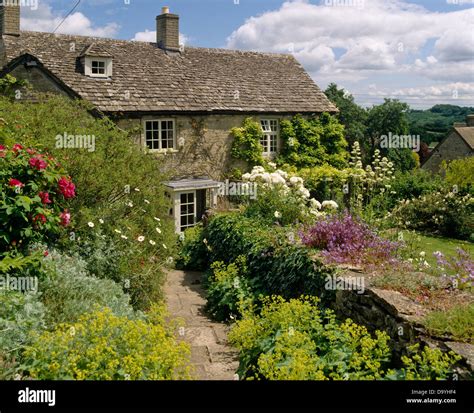 Ladys Mantle And Pink Roses In Borders On Either Side Of Path Beside