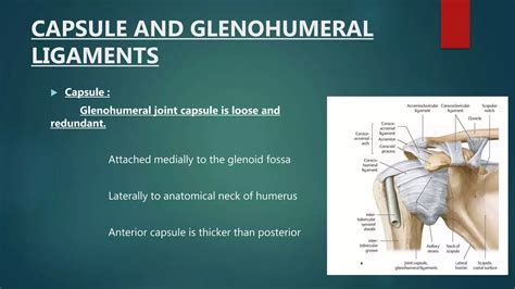 Recurrent Shoulder Dislocation And Management PPT