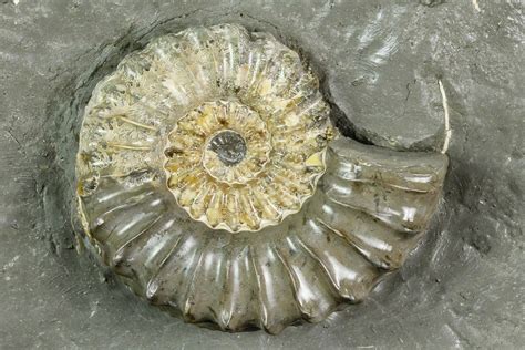 215 Ammonite Pleuroceras Fossil In Rock Germany 125425 For