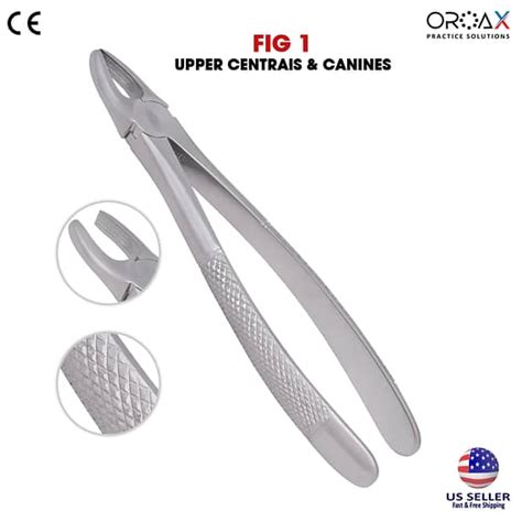 Tooth Forceps Fig Upper Incisors And Canines Oroax