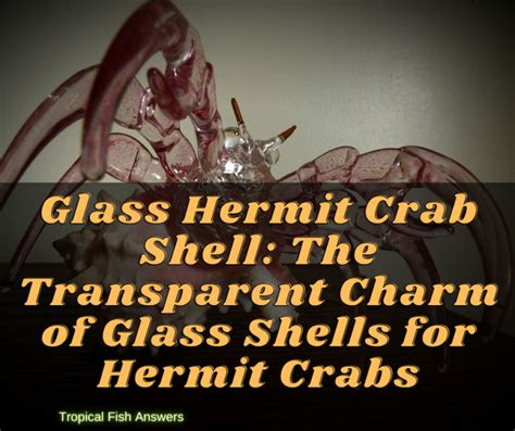 Glass Hermit Crab Shell TROPICAL FISH ANSWERS