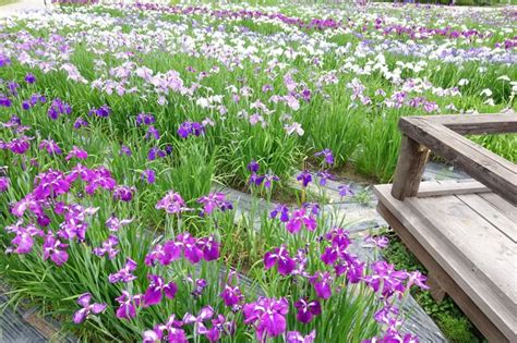 Beginner's Guide: Planting Iris Bulbs in 3 Simple Steps - The Arches