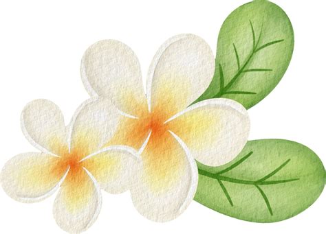 Plumeria Flower Songkran Festival 41486207 Png