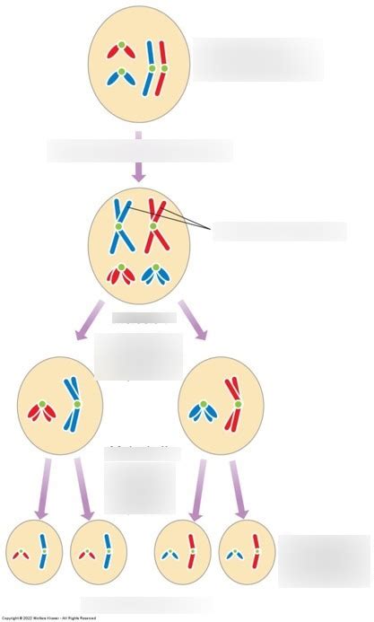 Meiosis Diagram Quizlet