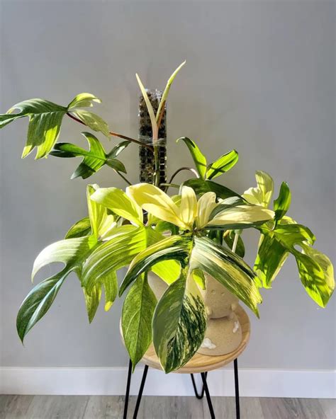 Florida Beauty Philodendron Stunning Growth