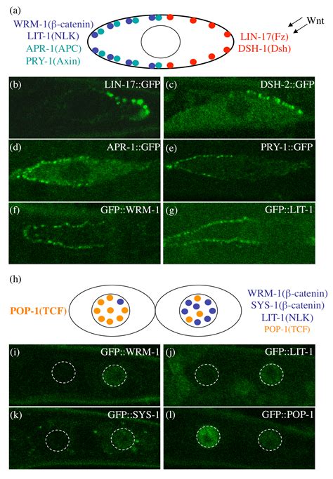 Wnt Signaling In C Elegans