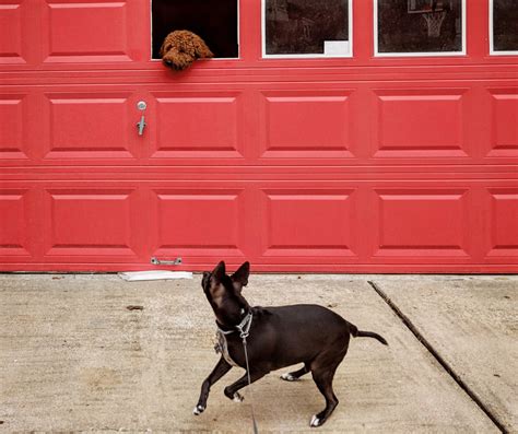 7 Creative Garage Dog Kennel Ideas | My Paw Diaries