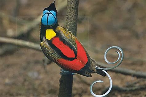 Burung Yang Terancam Punah Meteor