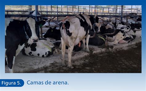 Un Enfoque Multifactorial Sobre La Prevención De La Mastitis