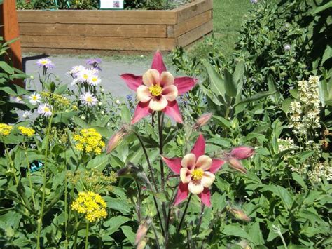 Habitat Garden in St. Albert Botanic Park