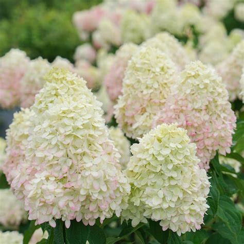 Perfect Plants Multicolor Limelight Prime Hydrangea Flowering Shrub In