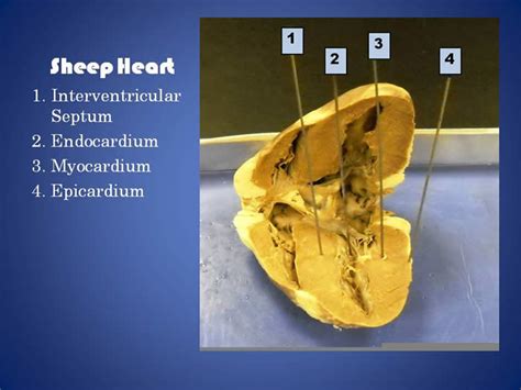 Sheep Heart Open 2 Answers