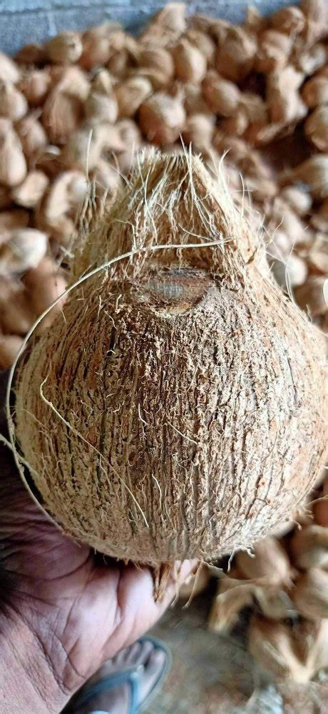 A Grade Semi Husked Fresh Brown Coconut Dubai Export Packaging Size