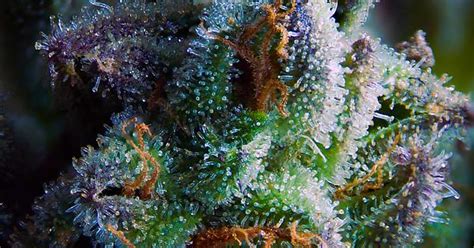 Cannabis Bracts And Trichomes Imgur