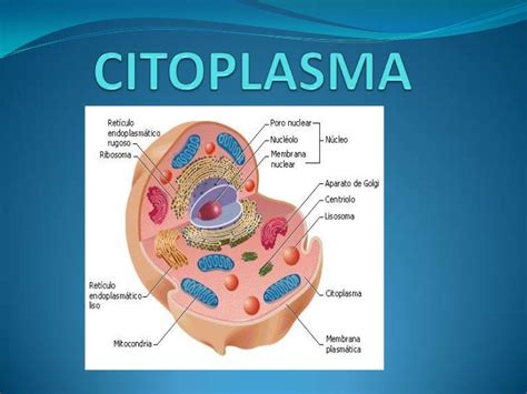 Citoplasma