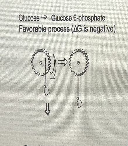 Biochem Exam Flashcards Quizlet