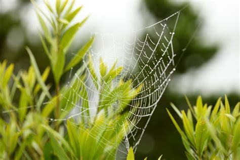 A Spider Web Covered In Dew Drops Stock Image Image Of Detail