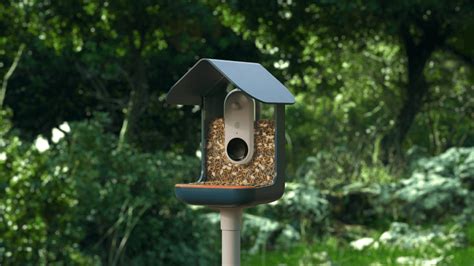 Bird Buddy: A High-Tech Bird Feeder That Feeds Research - Bluedot Living