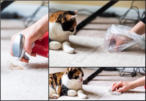 How to Clean Cat Poop from Carpet (And what NOT to do.)