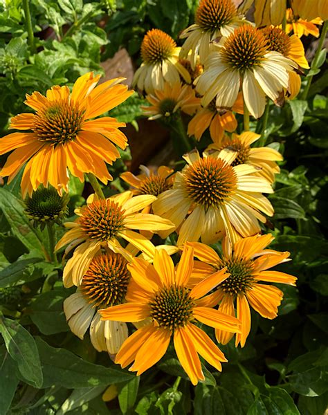 Coneflower (Echinacea) – Yard 'N Garden Land