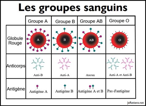 Quels Sont Les Avantages Du Groupe Sanguin O Planetefemmes