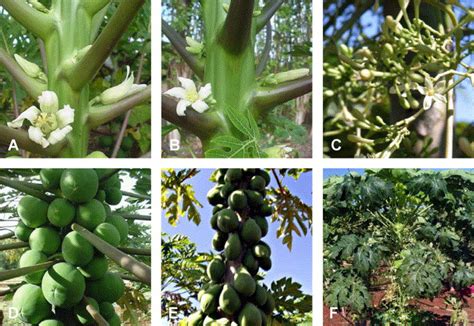 Papaya Pawpaw Is Tree Male Or Female