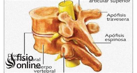 Descubre La Importancia De Las Ap Fisis Transversas En Tu Cuerpo