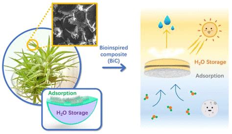 Tillandsia Inspired Composite Materials For Atmospheric Water