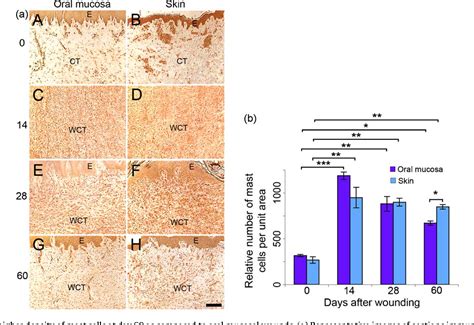 Figure From Scarless Healing Of Oral Mucosa Is Characterized By