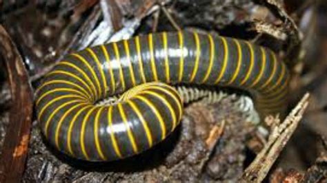 New millipede species with over 400 legs discovered