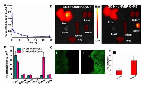 Blood Clearance And Targeted H O Imaging In Tumor Sites Of The