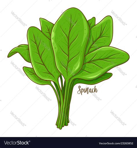 Bunch Of Spinach Fresh Natural Vegetable Hand Drawn Vector