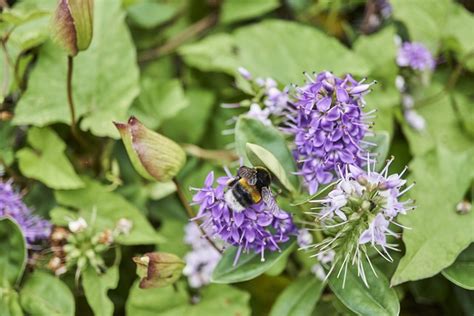 Fleurs Bourdon Pollinisation Photo Gratuite Sur Pixabay Pixabay