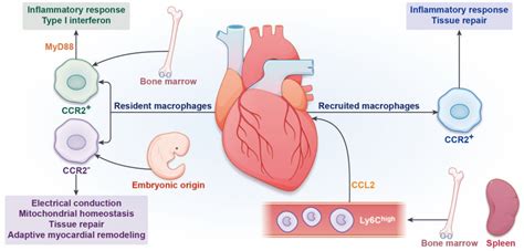 Origin And Function Of Cardiac Macrophages In The Steady State The Download Scientific