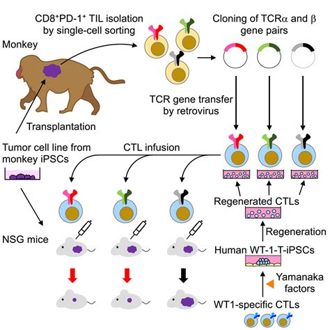 Isolation Of Tcr Genes With Tumor Killing Activity From Tumor