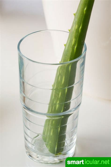 Aloe Vera Richtig Pflegen Damit Du Immer Frisches Gel Hast Aloe Vera